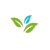 Чай улун