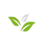 Білий чай